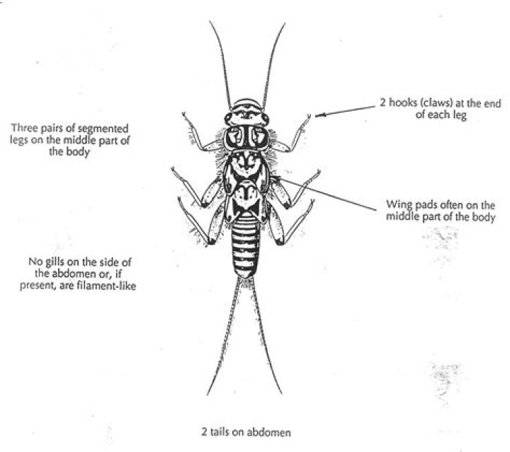 What is tidi insect?