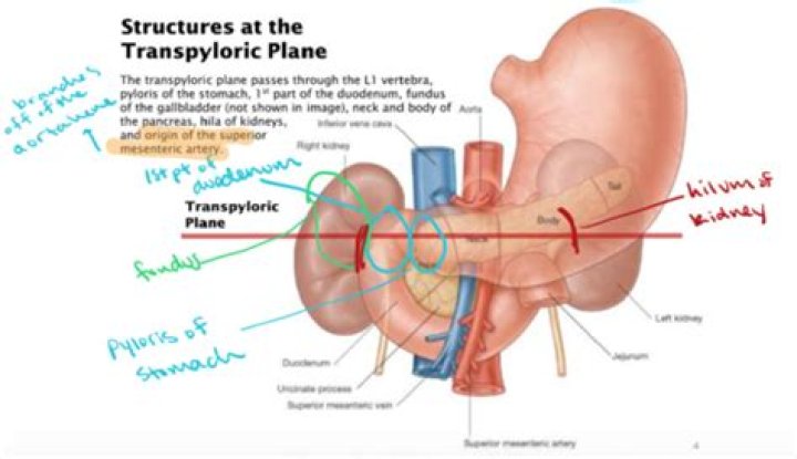 What is transpyloric plane?