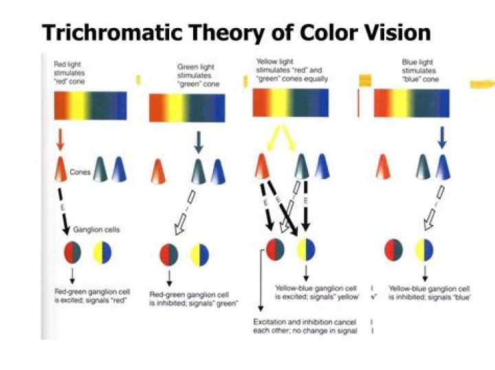 What is trichromatic theory in psychology?