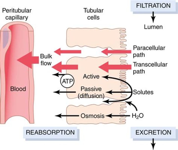 What is tubular reabsorption quizlet?