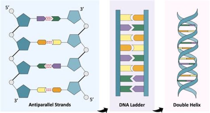 What is uncoiled dna called?