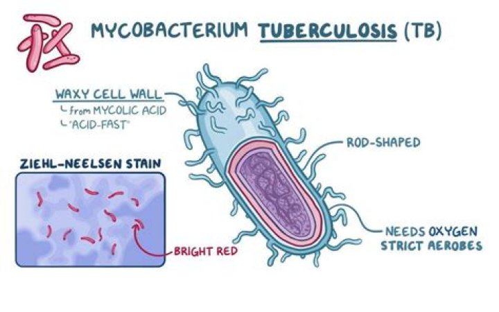 What is unusual about the bacterium beggiatoa?