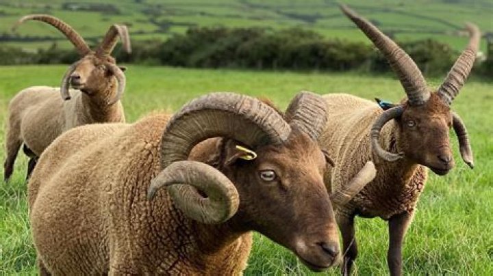 What is unusual about the manx loaghtan sheep?