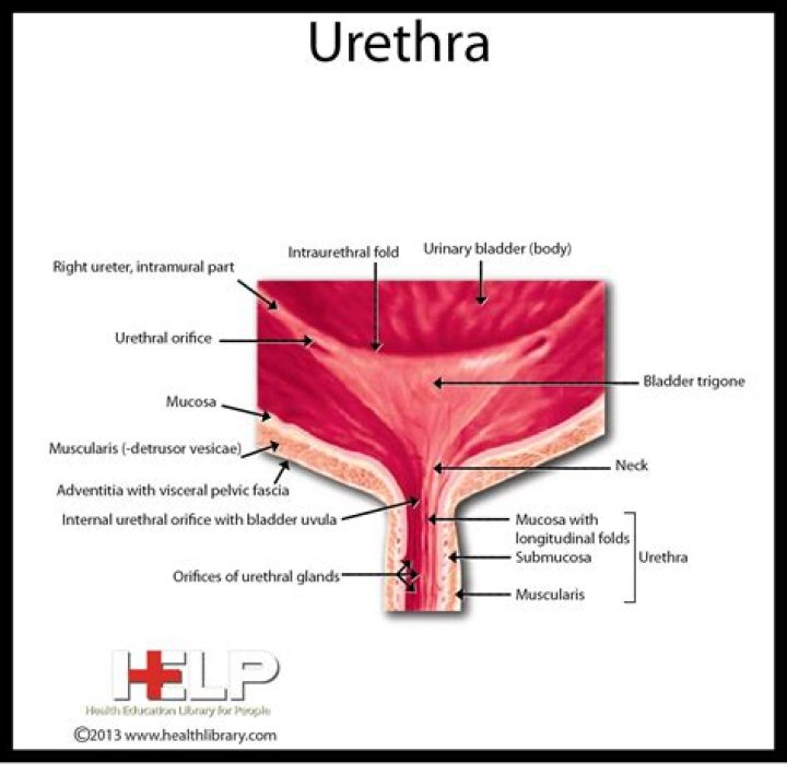 What is urethral opening?