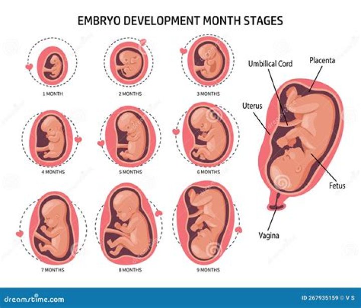 What is utero period?