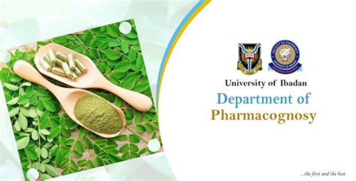 What is vittae in pharmacognosy?