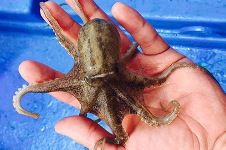 What is webfoot octopus?