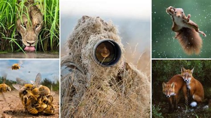 What is wildlife photography?