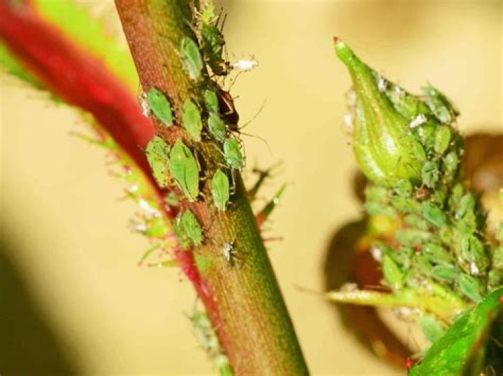 What kills greenfly on roses?