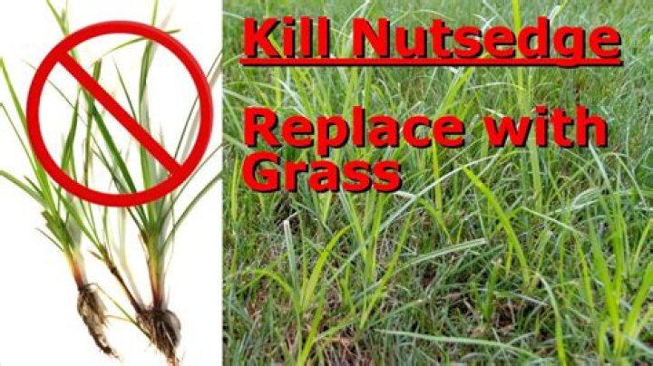 What kills nut grass in flower beds?