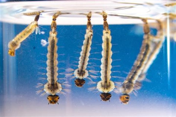 What larvae live in water?