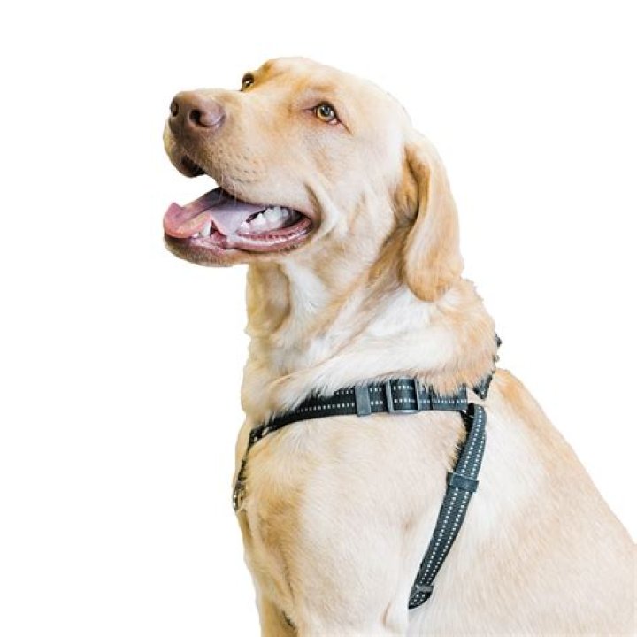 What leash is best for a dog?