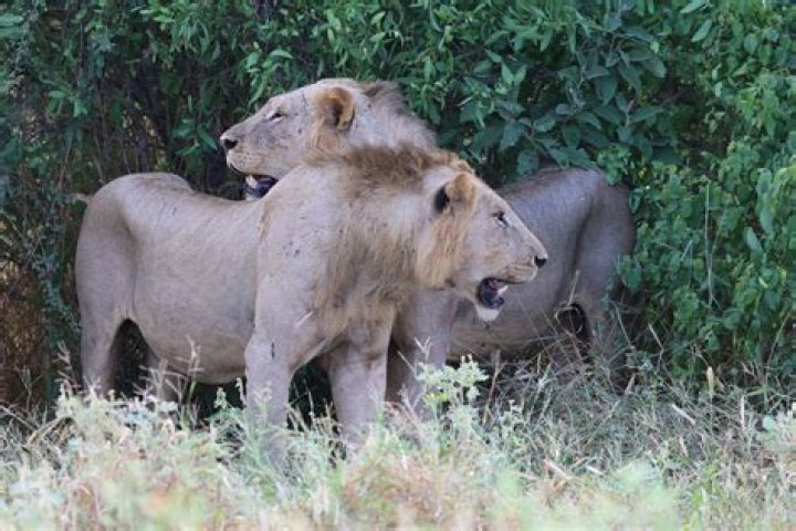 What lions have manes?