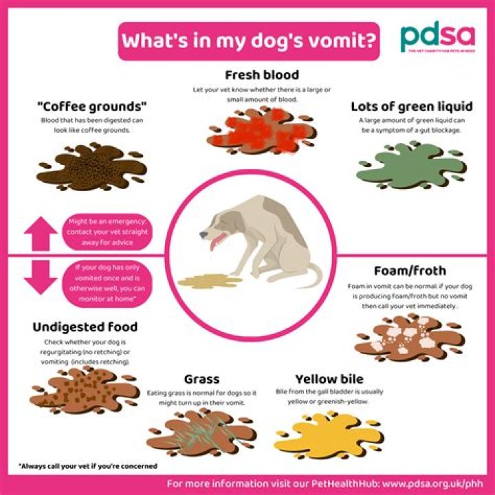 What makes dogs throw up?