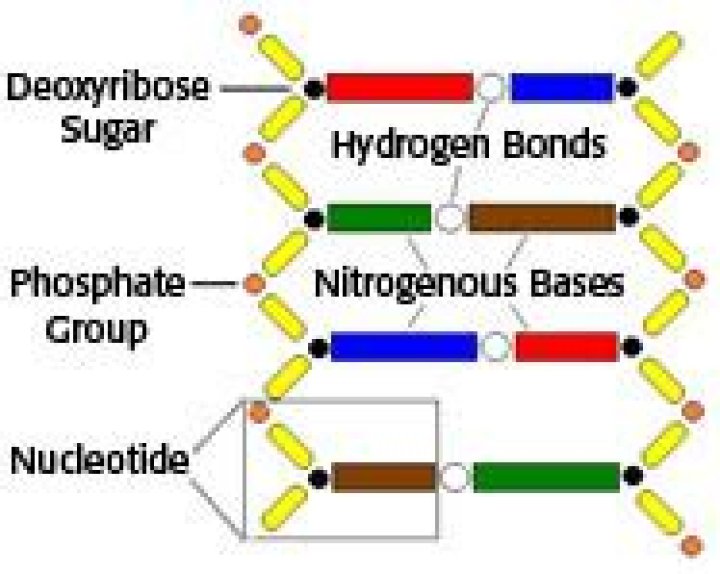 What makes up the backbone of dna?