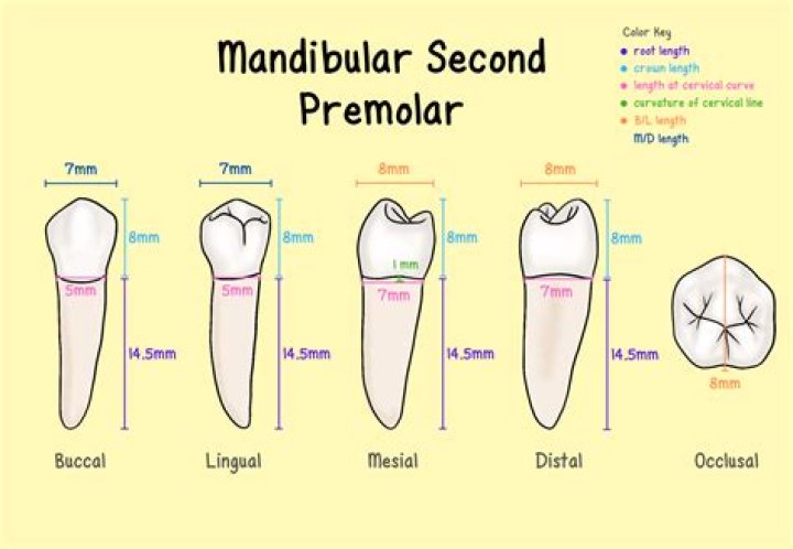 What mandibular premolar is larger?