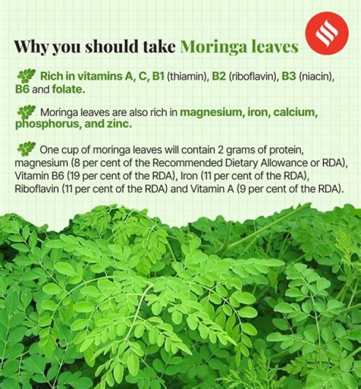 What moringa leaf good for?