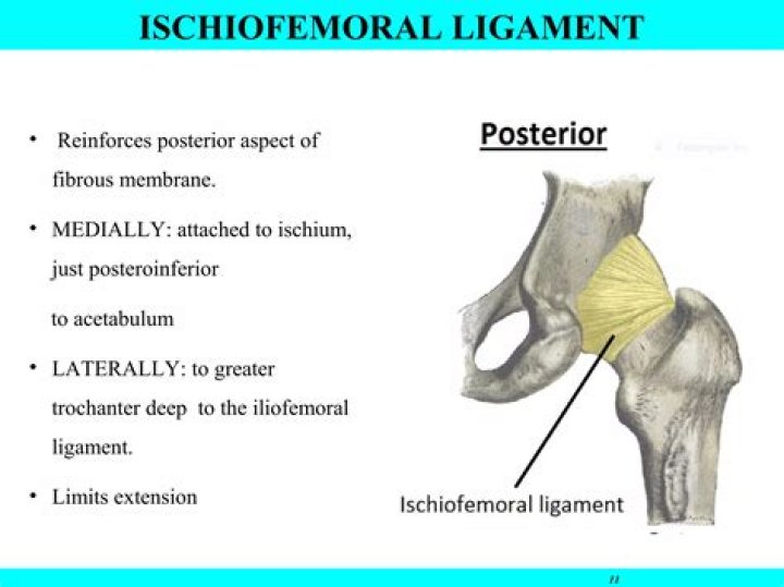 What movement does the ischiofemoral ligament resist?