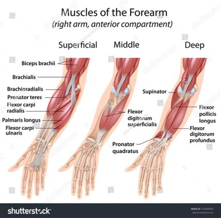 What muscle flexes and supinates the forearm?