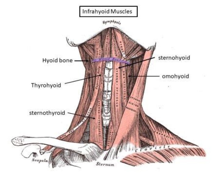What muscle is directly lateral to the sternohyoid?