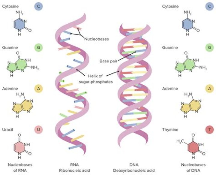 What nucleotides are in rna?