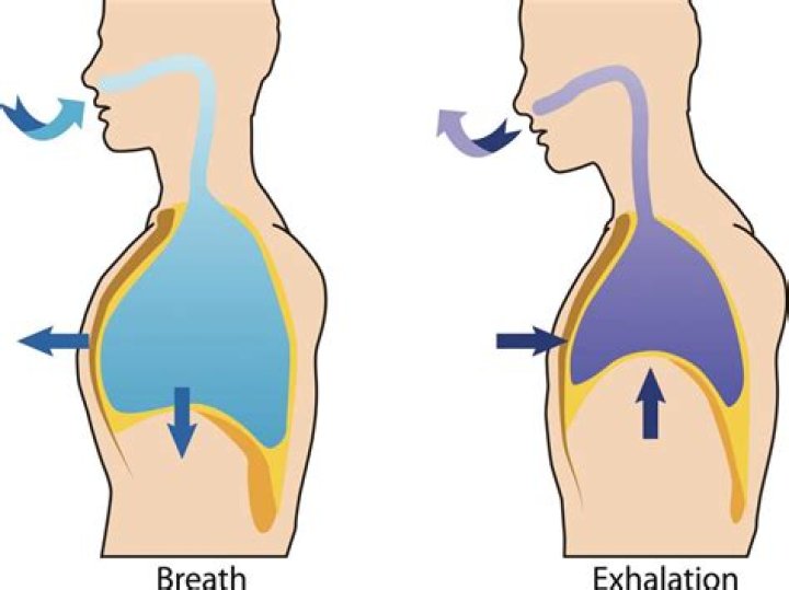 What occurs during the inbreath stage of breathing?