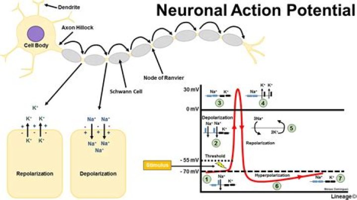 What part of a neuron propagates an action potential?