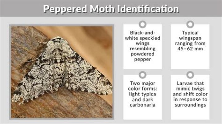 What peppered moth eats?