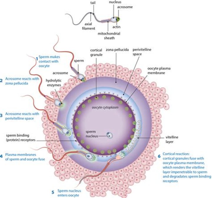 What percentage of ejaculated sperm are defective?