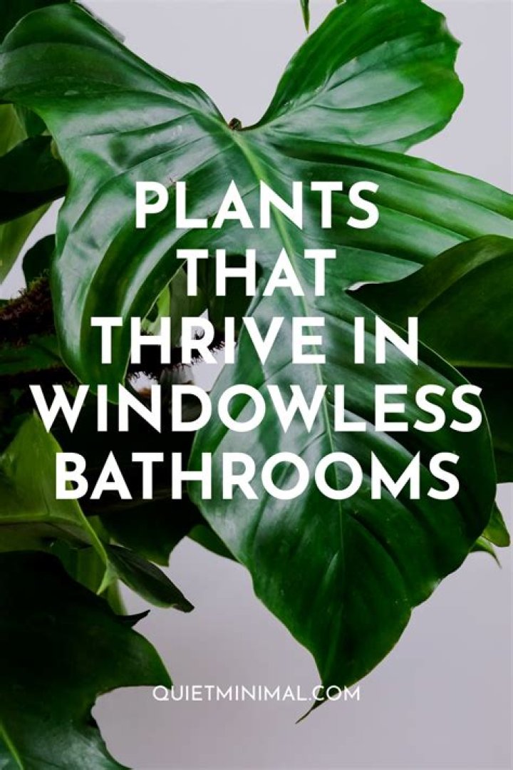 What plant can live in a windowless room?