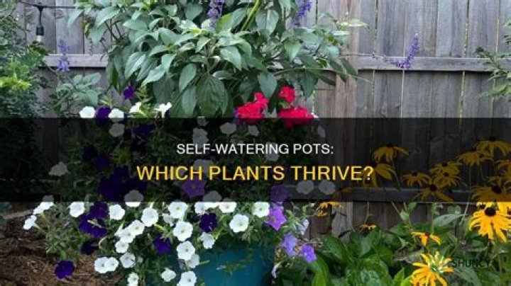 What plants benefit from self-watering pots?