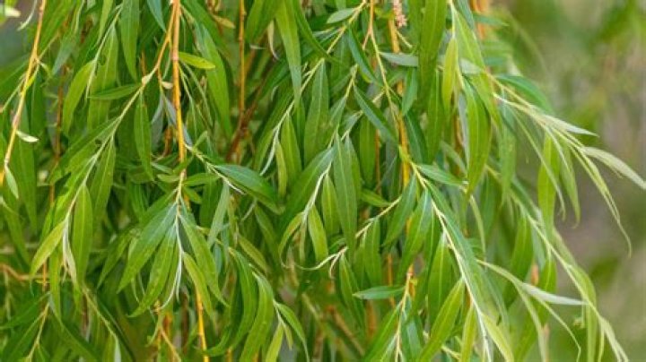 What plants contain salicin?