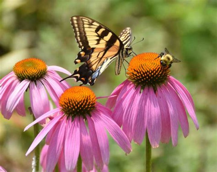 What pollinators are attracted to sunflowers?