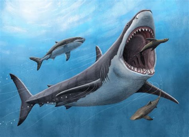 What preyed on megalodon?