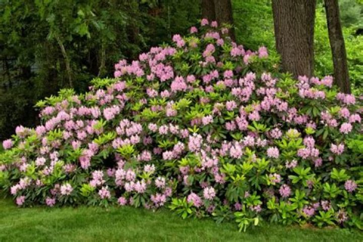 What rhododendron do i have?