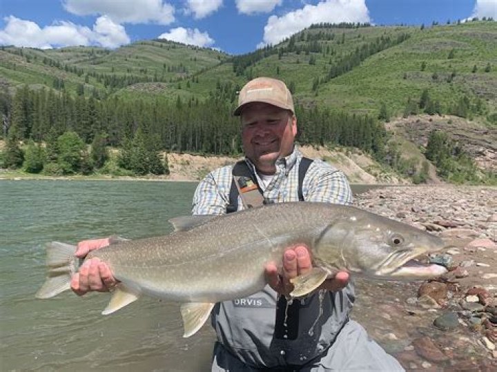 What rivers in montana have bull trout?