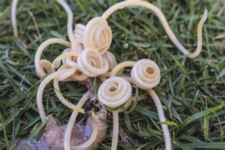 What roundworms look like?
