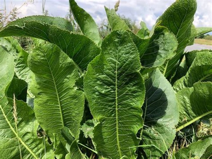 What sauce is made from the plant armoracia rusticana?