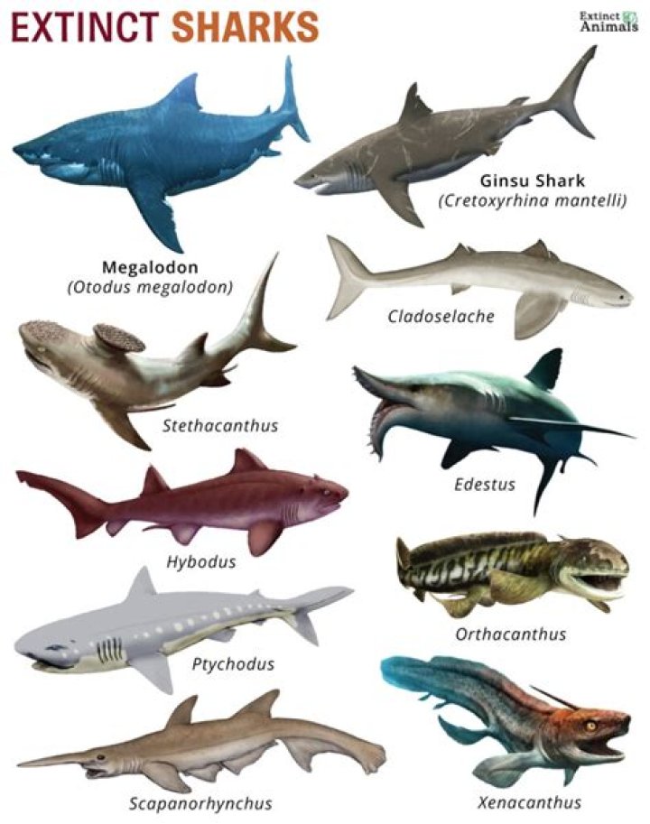 What sharks are extinct?