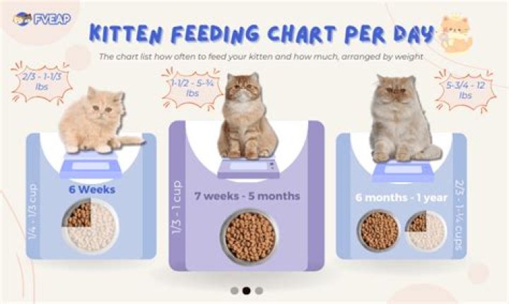 What should i feed to my kitten?
