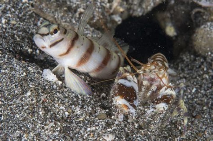 What shrimp pair with gobies?