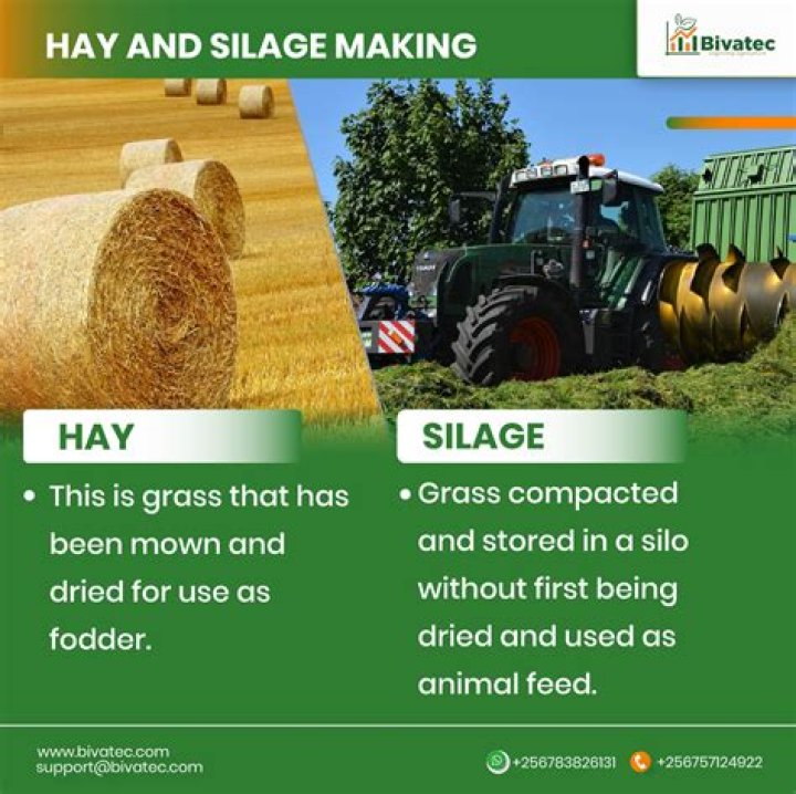 What silage is used for?
