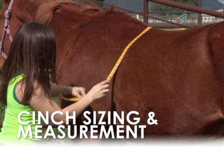 What size cinch do i need?