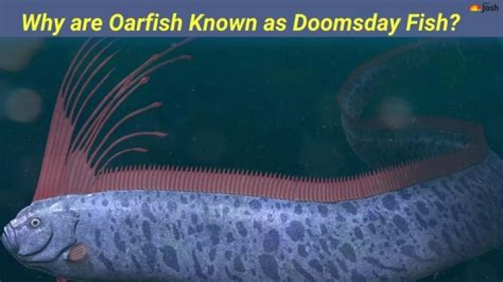 What size oar do i need?