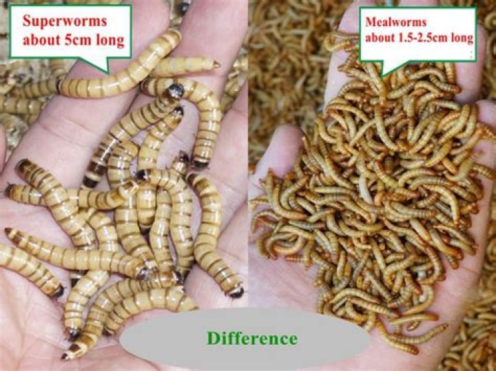 What size sifter for mealworms?