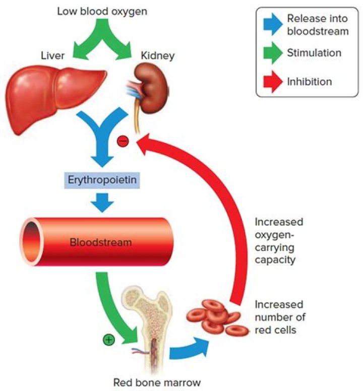 What stimulates erythropoietin production?