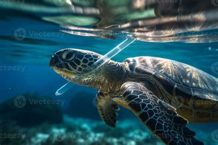 What straws do to turtles?