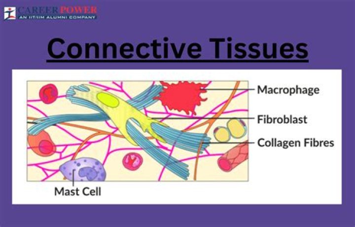 What strengthens connective tissue?