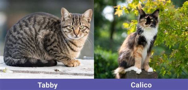 What tabby cats look like?