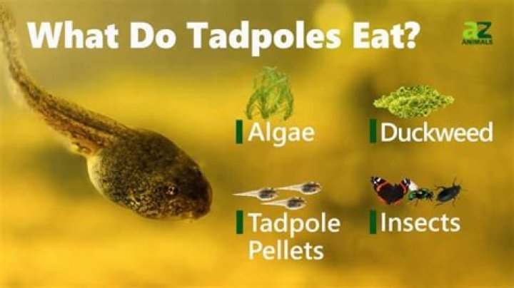 What tadpoles look like?